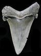 Serrated Angustidens Tooth - Megalodon Ancestor #32869-1